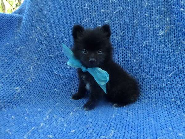 male-pomeranian-puppy