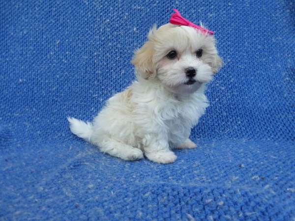 female-malti-poo-dog