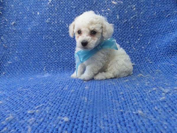 male-malti-poo-dog