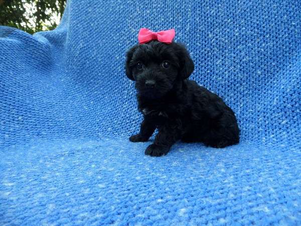 female-yorkipoo-dog