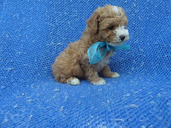 male-yorkipoo-dog