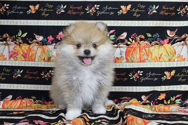 double-coated-pomeranian