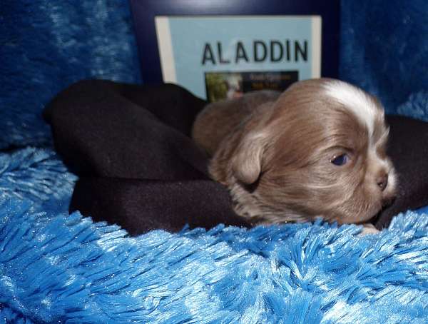 blue-standard-shih-tzu