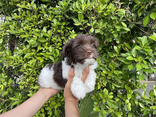 male-shih-poo-puppy