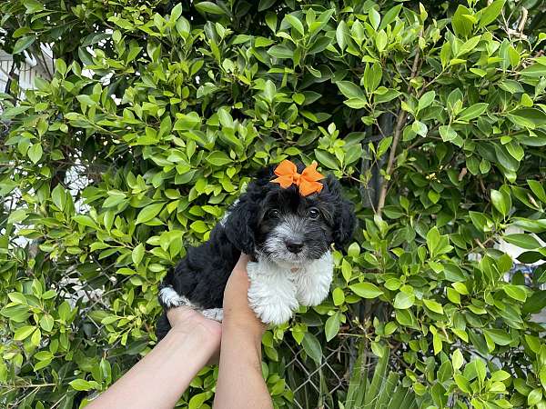 female-shih-poo-puppy