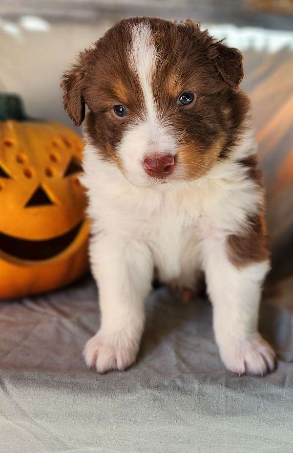 mixed-australian-shepherd