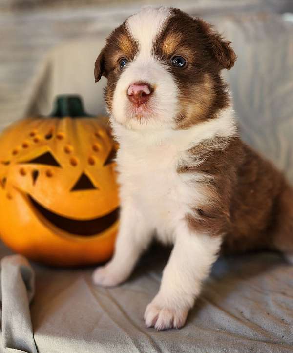 standard-merle-red-australian-shepherd