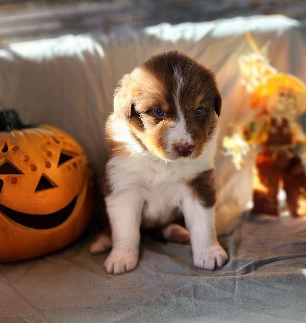 mixed-australian-shepherd-dog