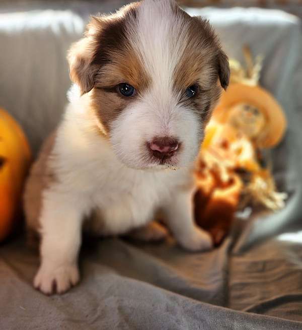 medium-australian-shepherd