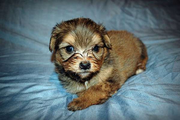 chestnut-single-coated-puppy