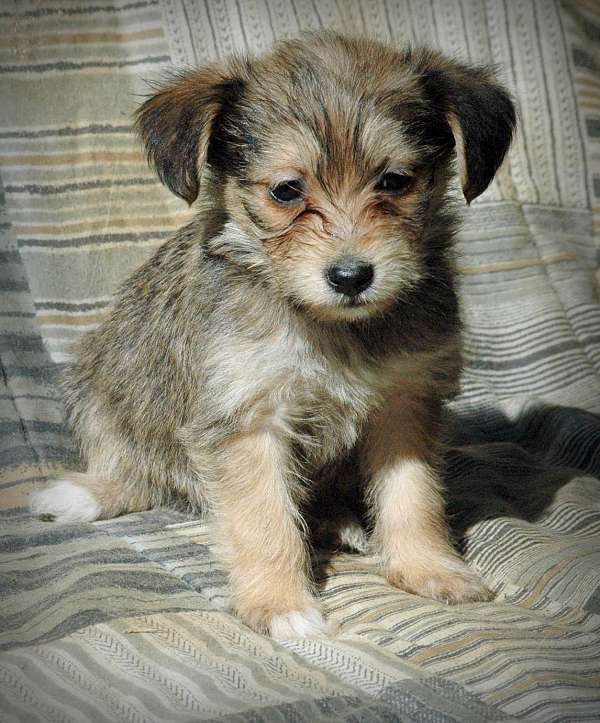 chestnut-single-coated-puppy