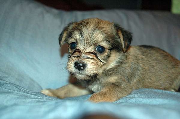 chestnut-single-coated-borkie