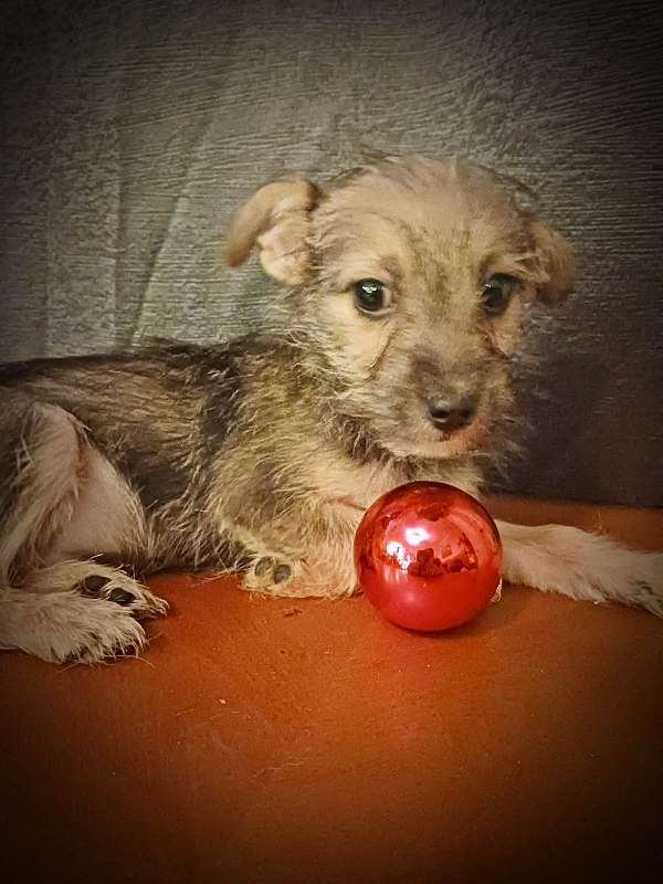 chestnut-short-haired-borkie