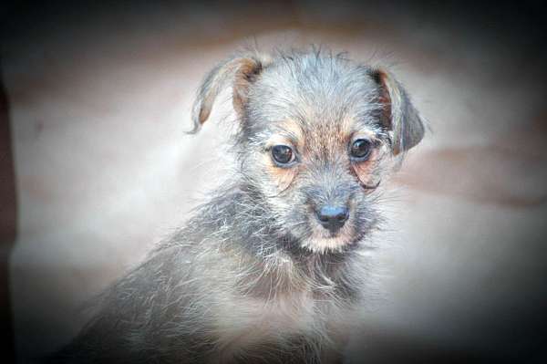 chestnut-short-haired-borkie