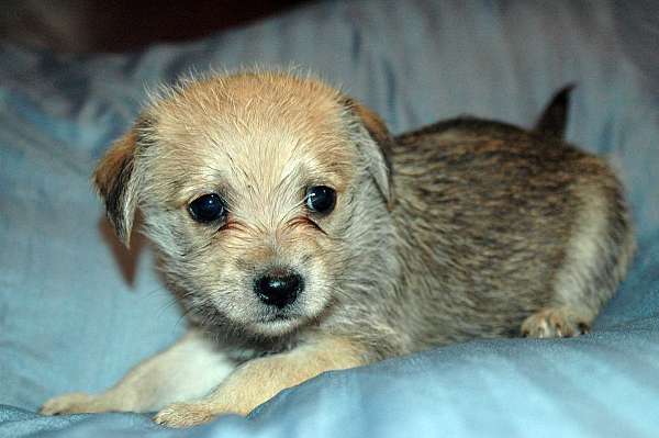 brindle-single-coated-puppy