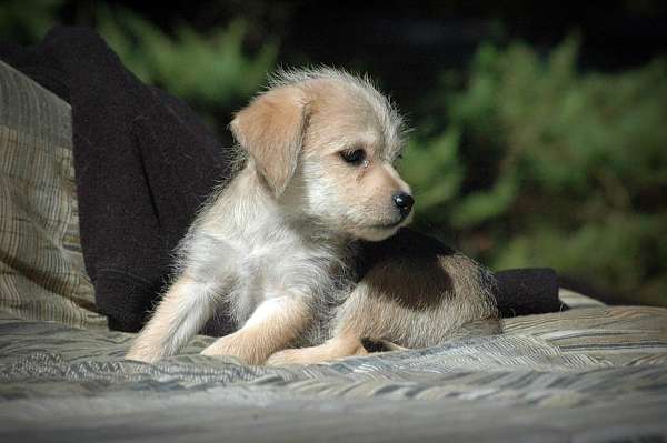 brindle-single-coated-puppy