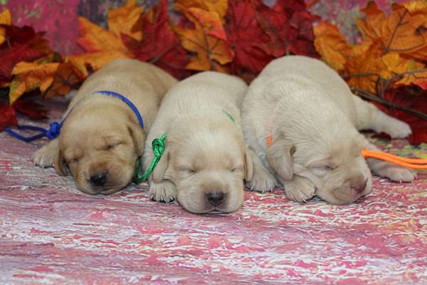 yellow-labrador-retriever