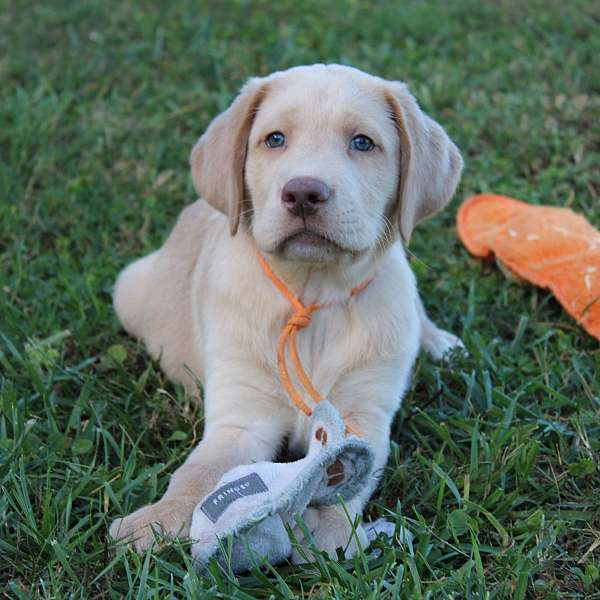 yellow-labrador-retriever