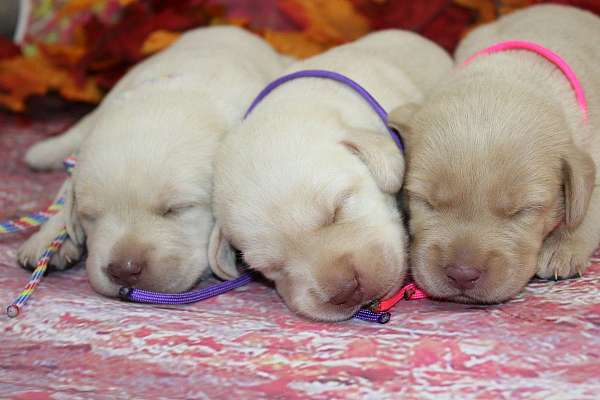 yellow-labrador-retriever