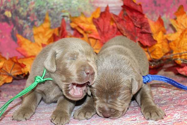 male-labrador-retriever-dog