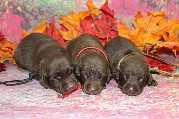 chocolate-labrador-retriever