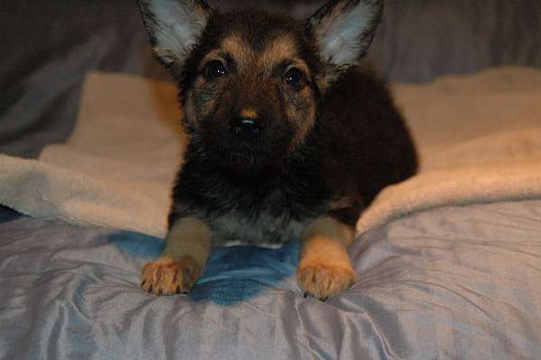 german-shepherd-va