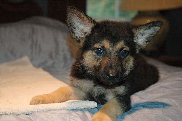 nc-german-shepherd