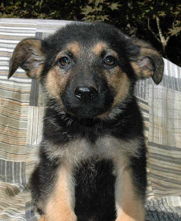 nc-german-shepherd