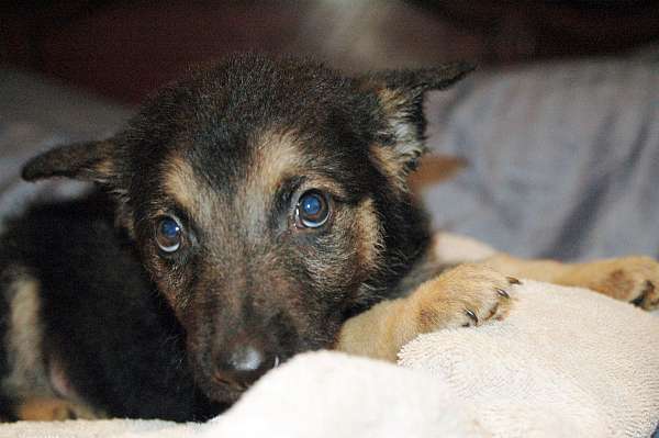 double-coated-german-shepherd