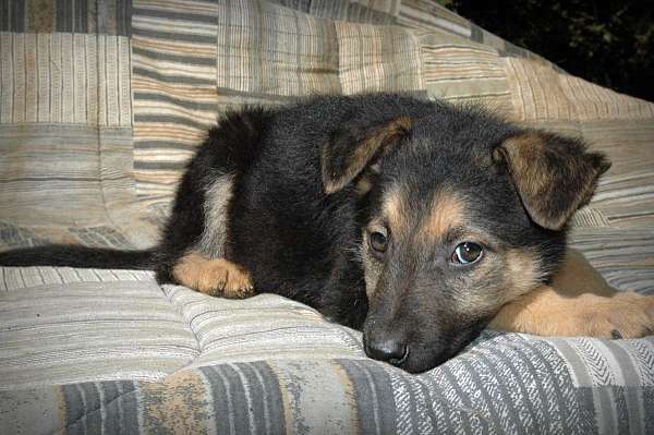 double-coated-german-shepherd