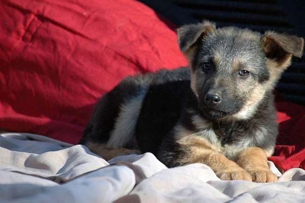 double-coated-german-shepherd