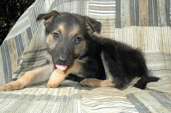 double-coated-german-shepherd