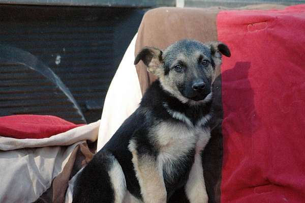 double-coated-german-shepherd