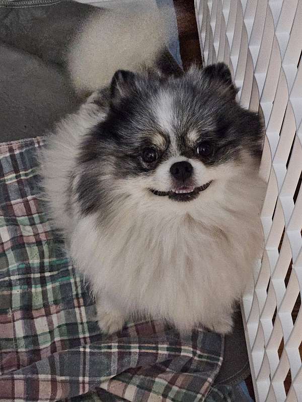 female-pomeranian-dog