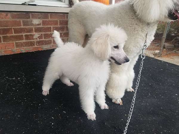 champion-standard-poodle