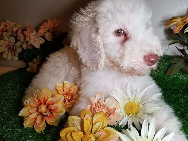 male-standard-poodle-puppy