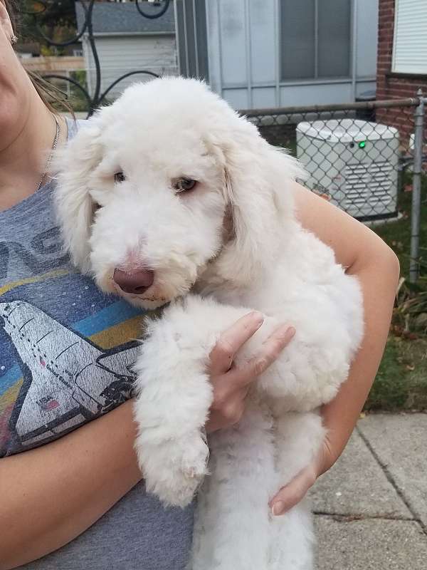 male-standard-poodle-puppy