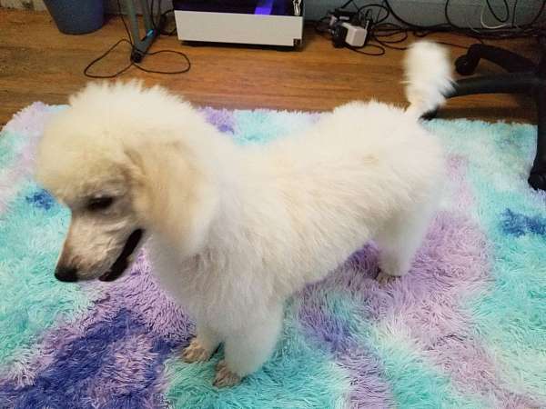 female-standard-poodle-puppy