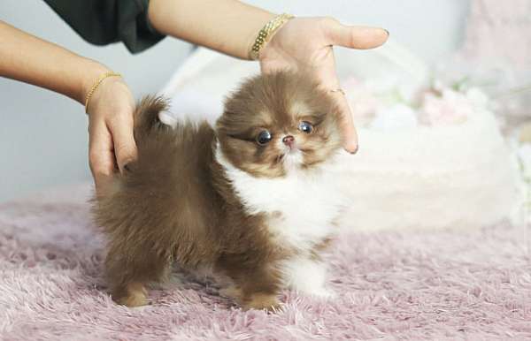 female-pomeranian-puppy