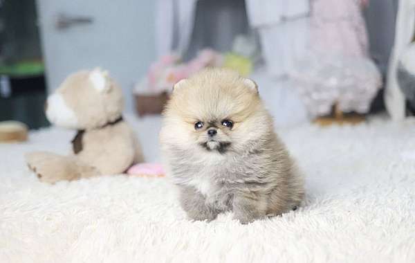 female-pomeranian-puppy