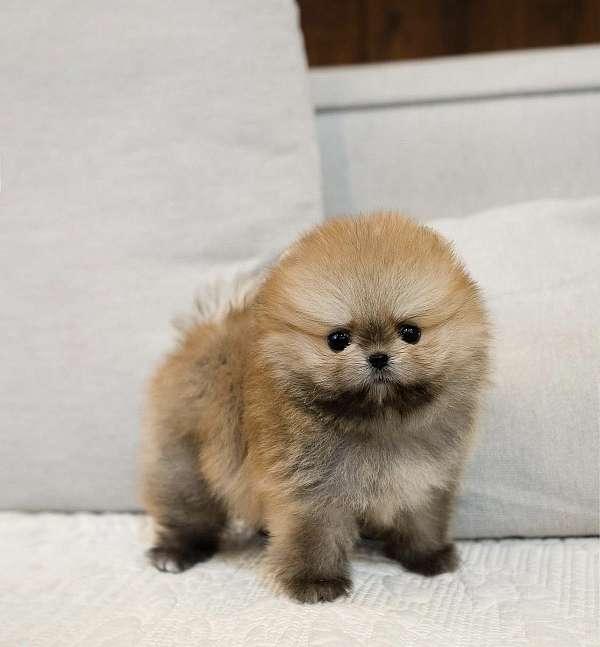 female-pomeranian-puppy