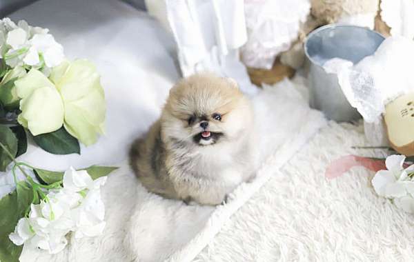 female-pomeranian-puppy