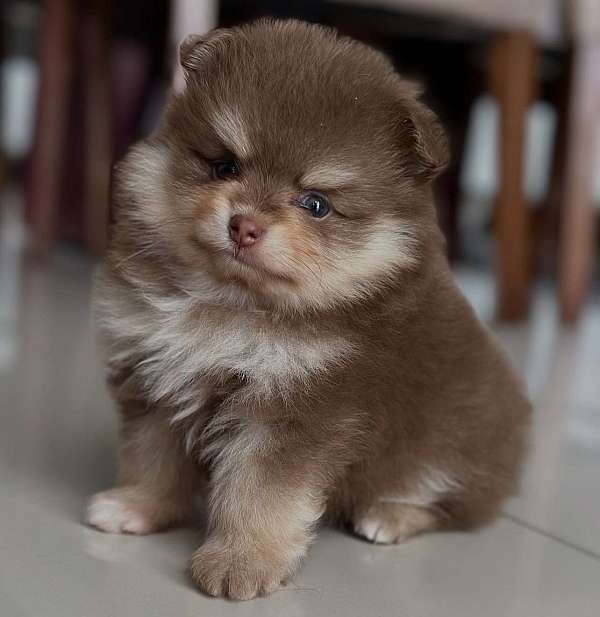 female-pomeranian-puppy