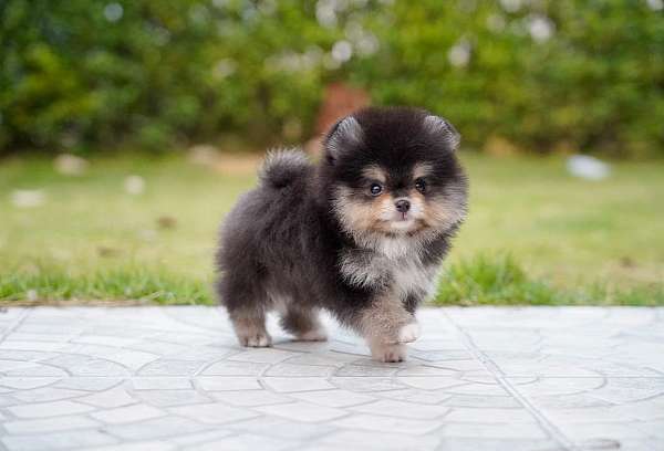 female-pomeranian-puppy