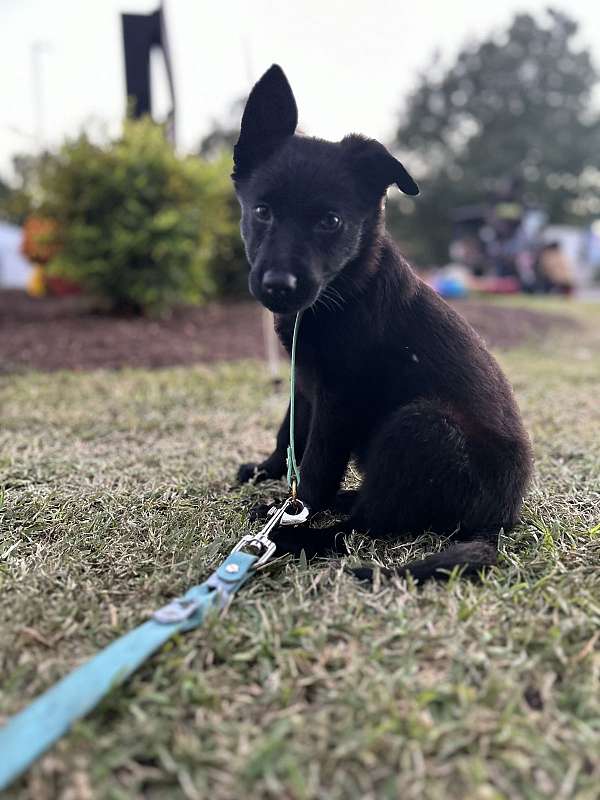 mixed-german-shepherd-puppy