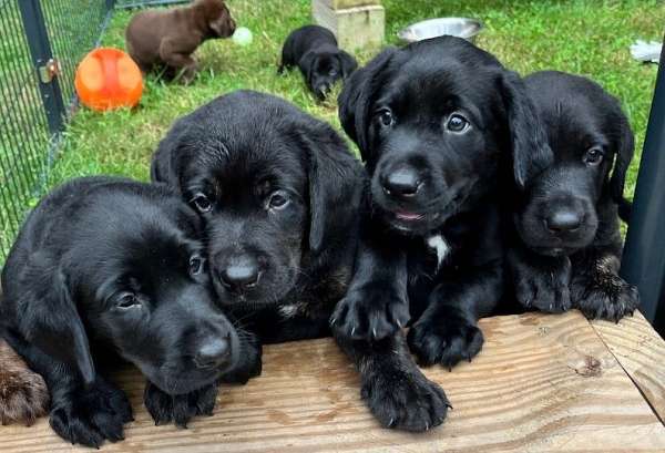 mixed-labrador-retriever-puppy