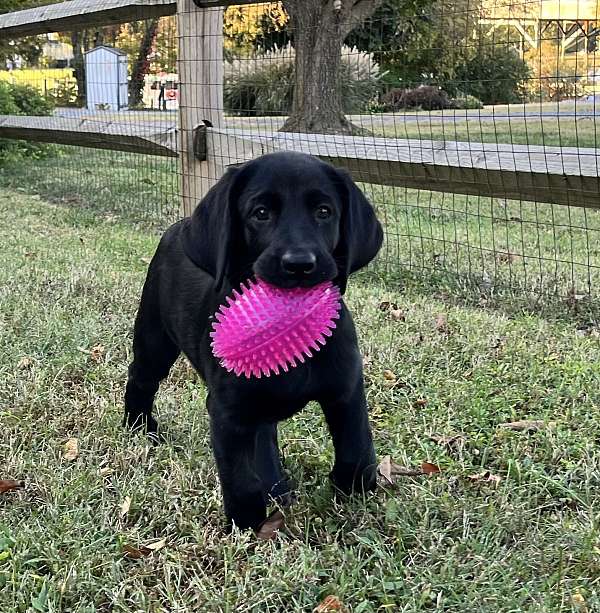 double-coated-labrador-retriever