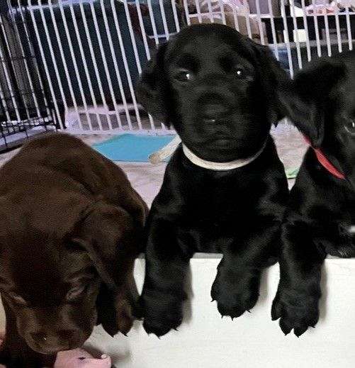 double-coated-labrador-retriever