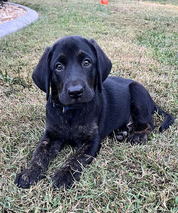 double-coated-labrador-retriever