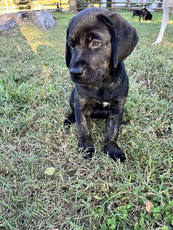 double-coated-labrador-retriever